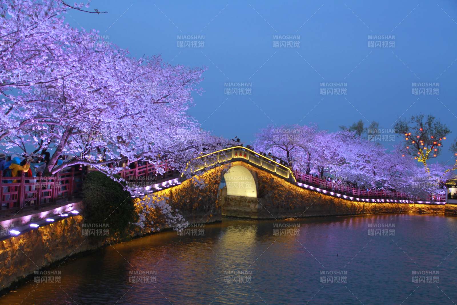 無(wú)錫黿頭渚夜櫻
