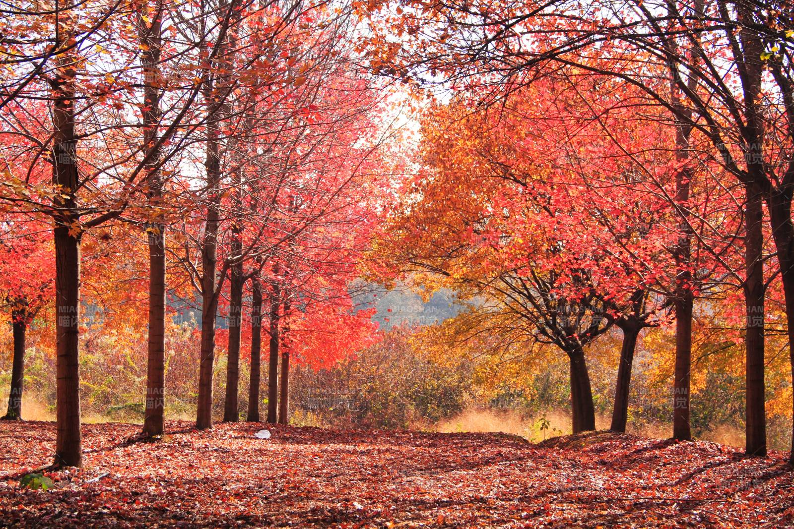 秋日紅楓