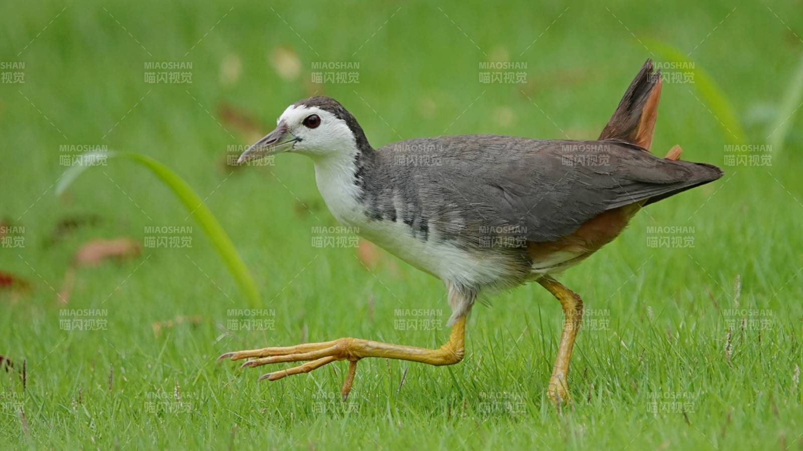 白胸苦惡鳥在草地上行走
