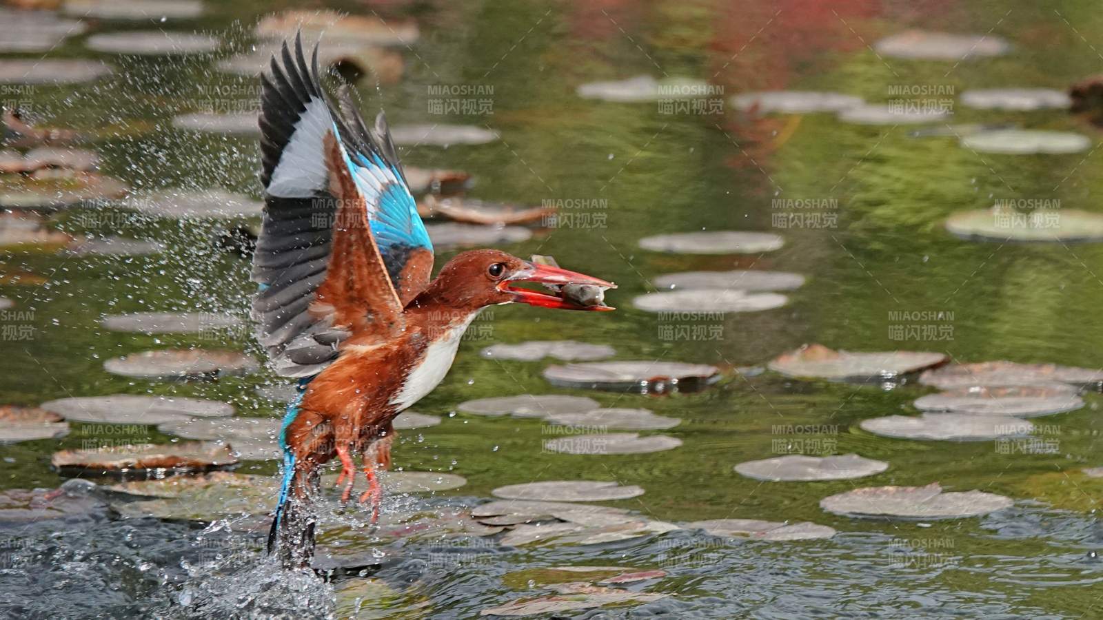 翠鳥捕食瞬間