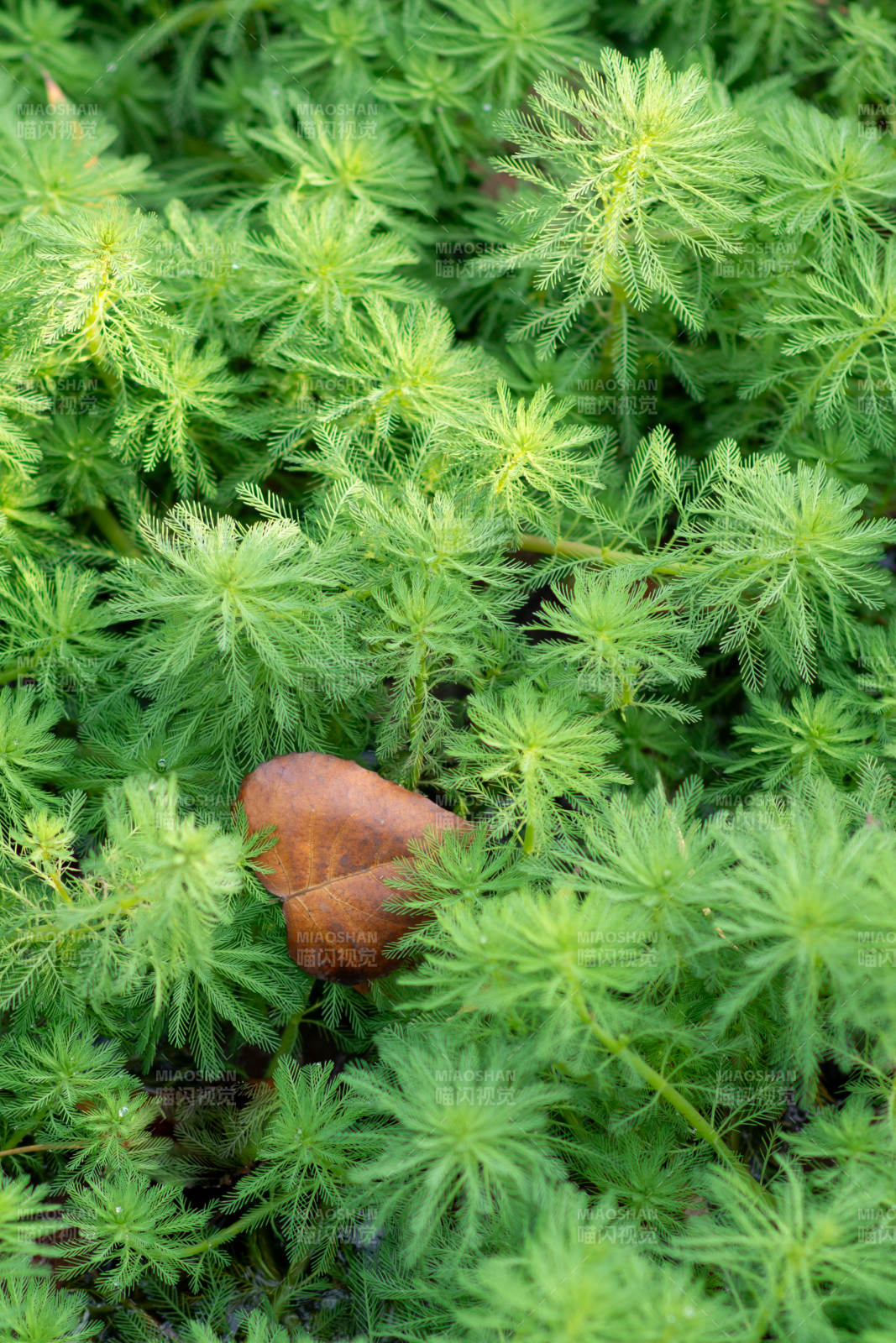 綠植叢中的落葉靜謐