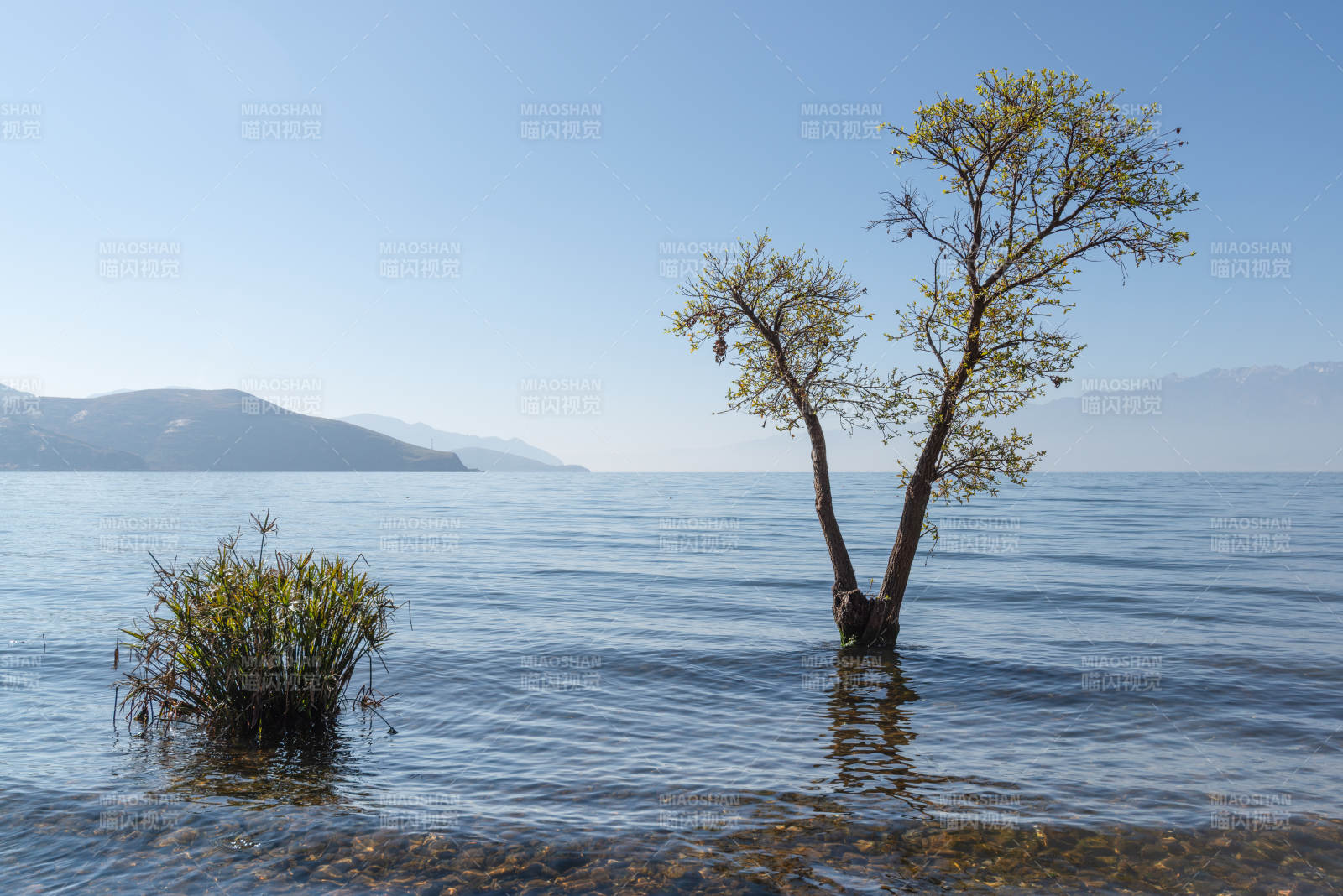 云南洱海中孤樹映藍天