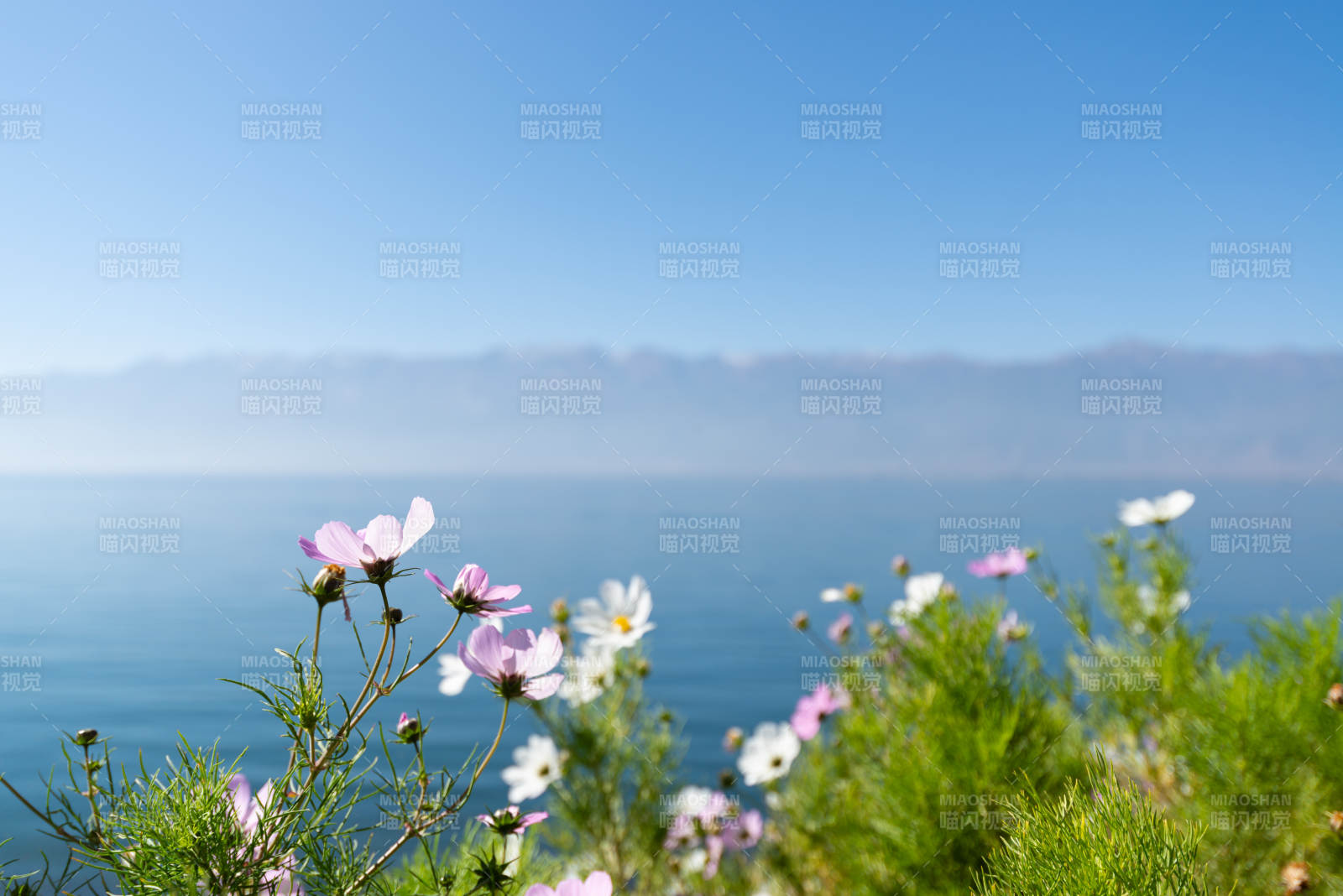 海邊花叢 藍天碧海
