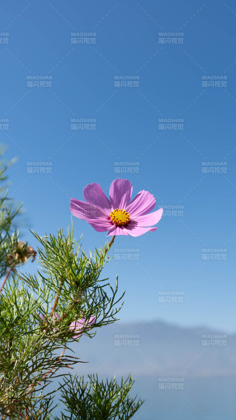 藍天下的粉色花朵