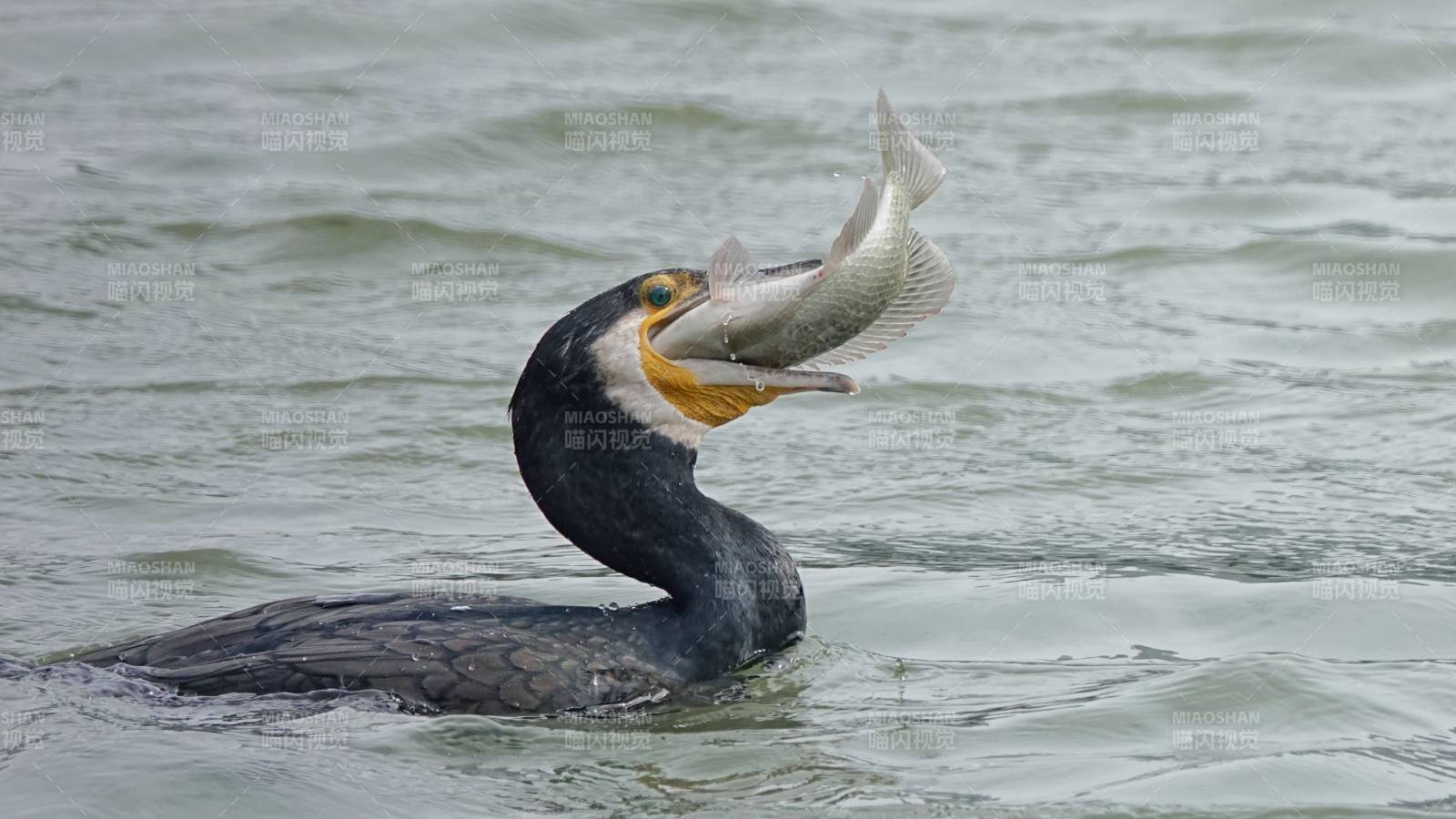 鸕鶿捕獲大魚瞬間
