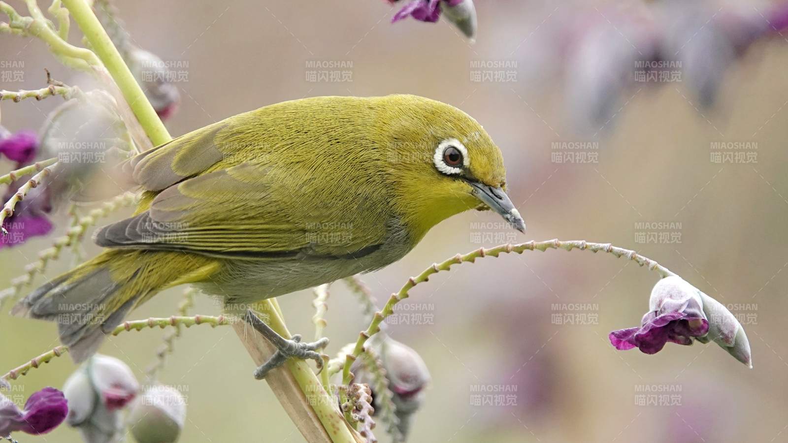 綠鳥棲枝花間影