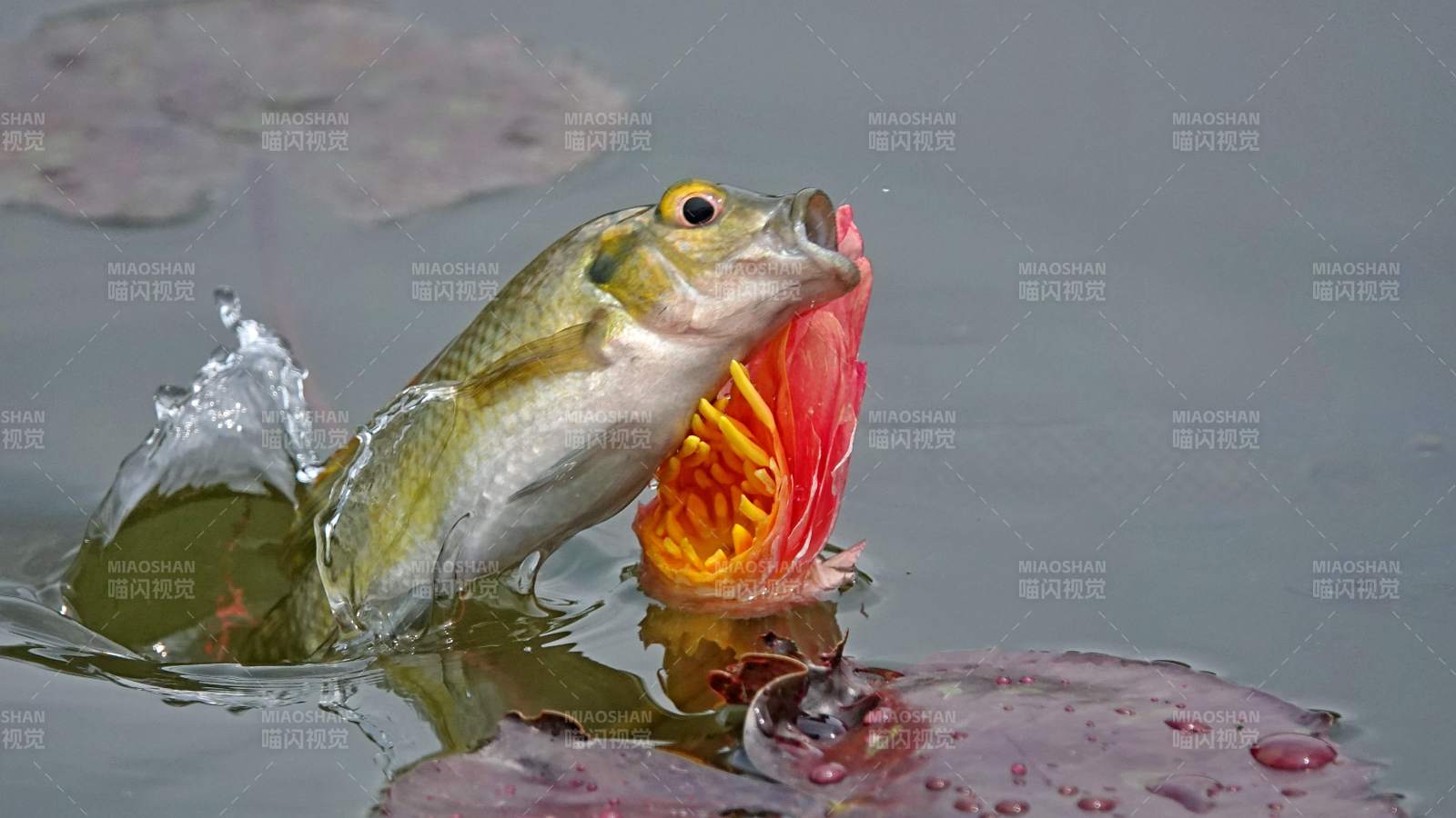 魚躍水面捕食花蕊