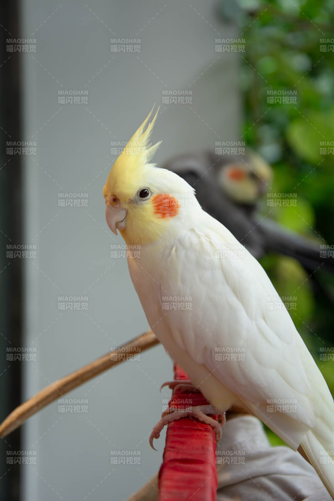 白色鳳頭鸚鵡棲息枝頭