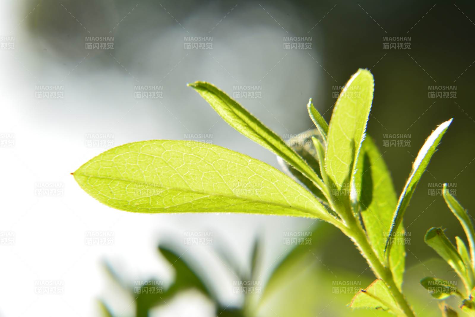 陽光下的綠葉特寫