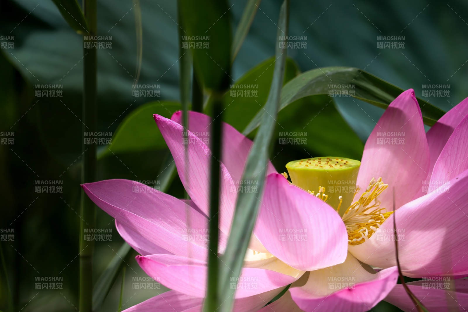 粉蓮靜謐 綠葉相伴