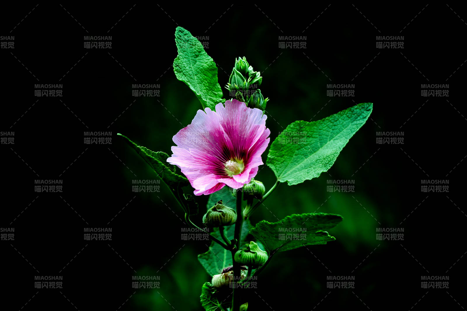 蜀葵花朵在黑暗中綻放