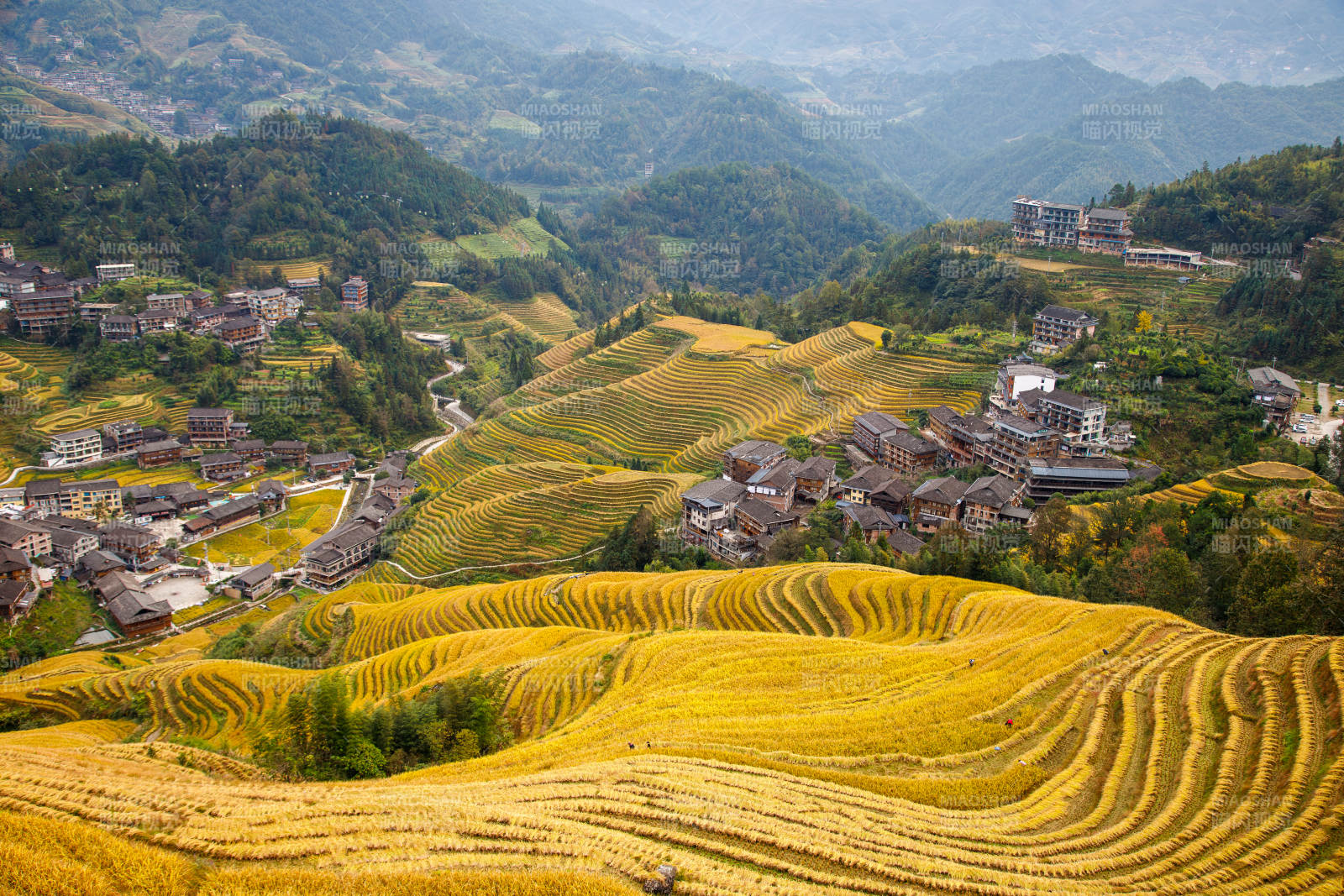 金色梯田 山村秋景 廣西龍脊梯田金坑大寨