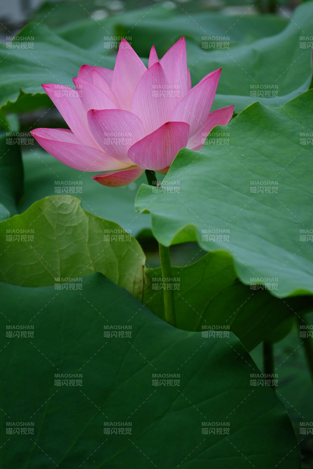 粉蓮靜綻綠葉間