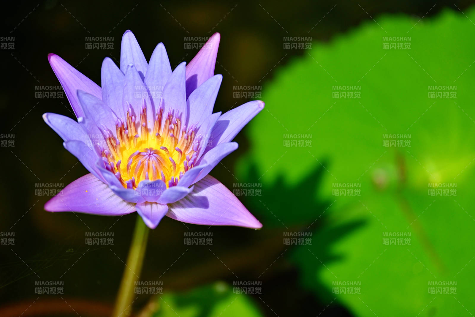 紫色蓮花綻放水中