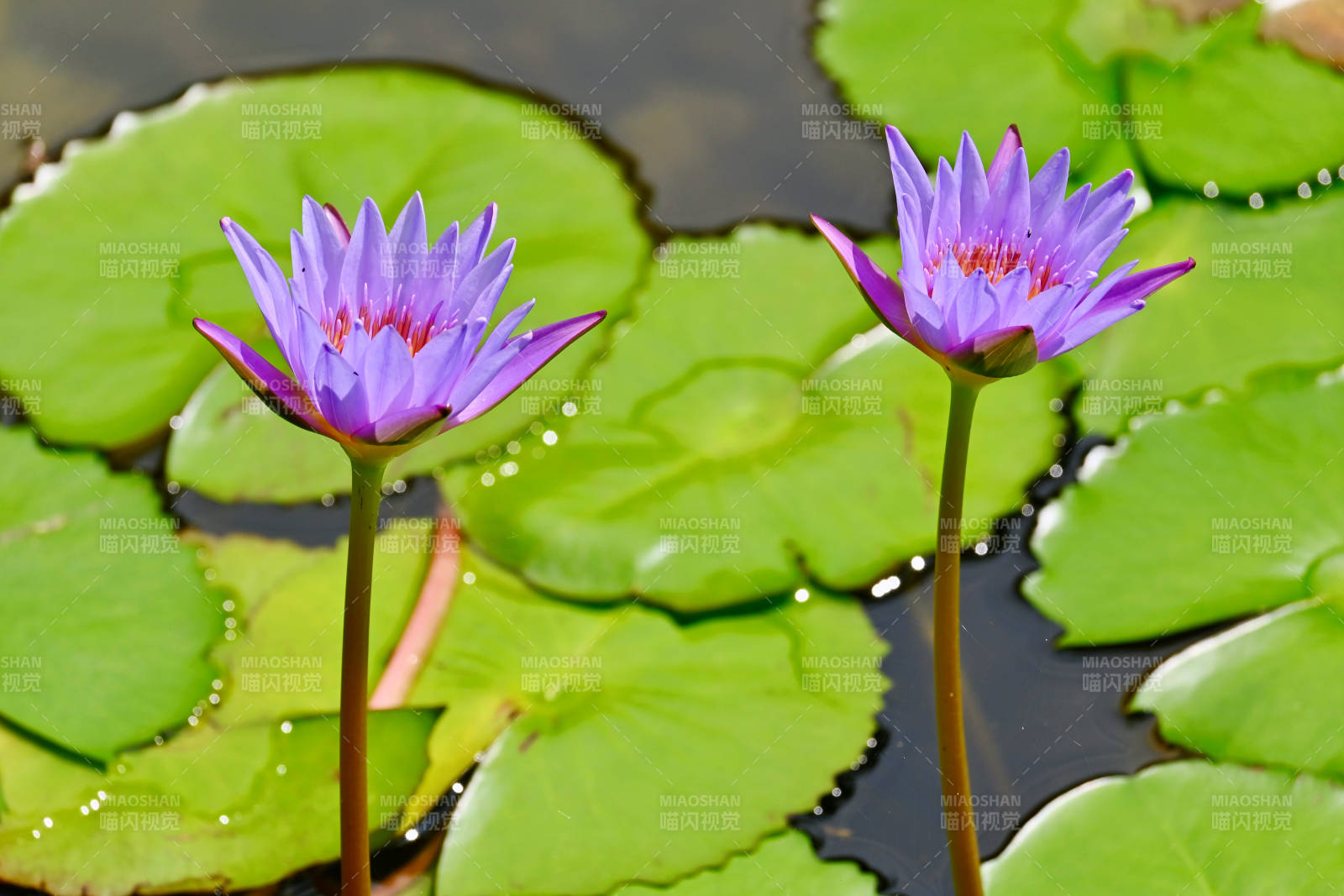 池塘中的紫色蓮花