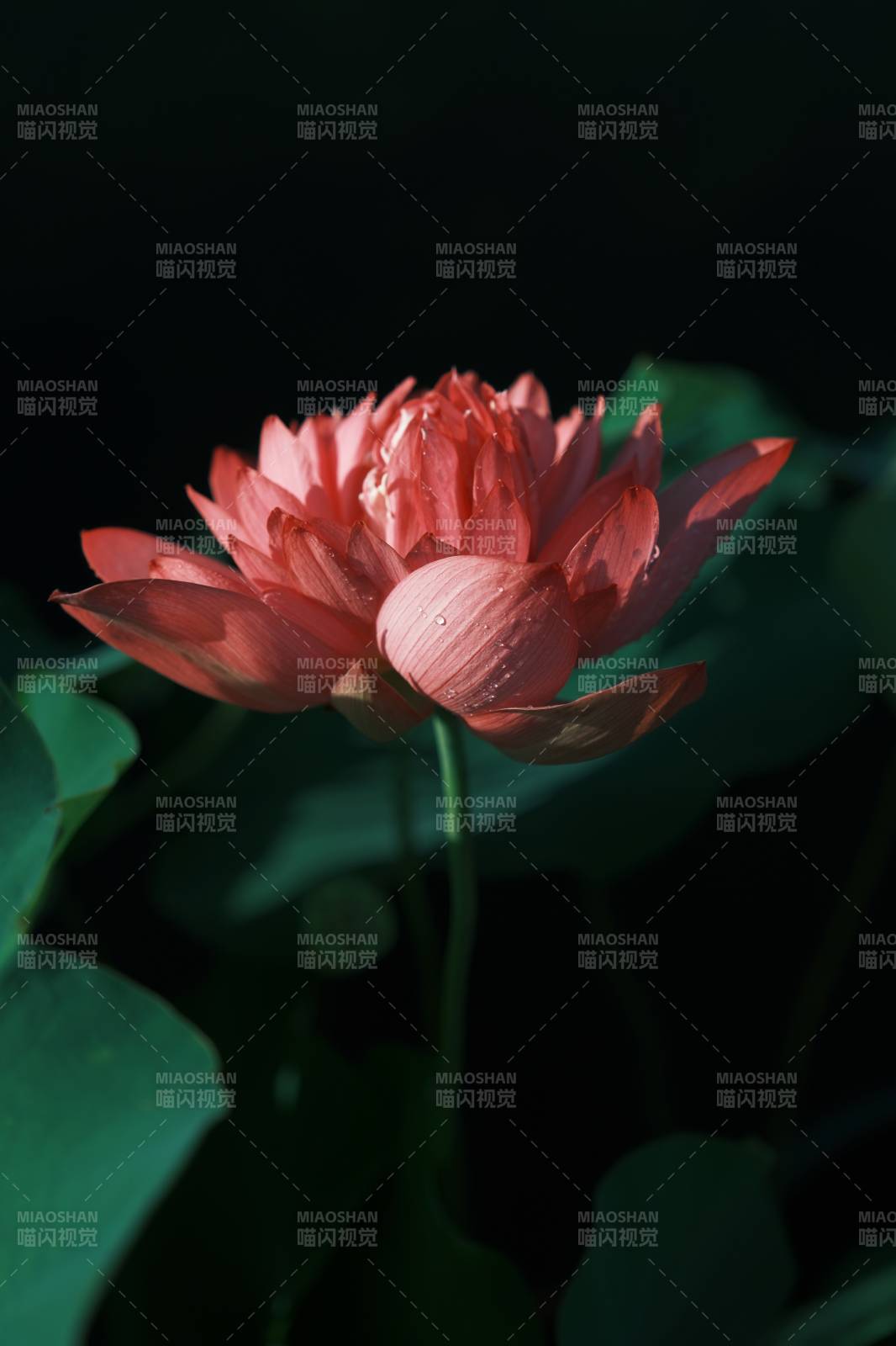 蓮花綻放 靜謐之美