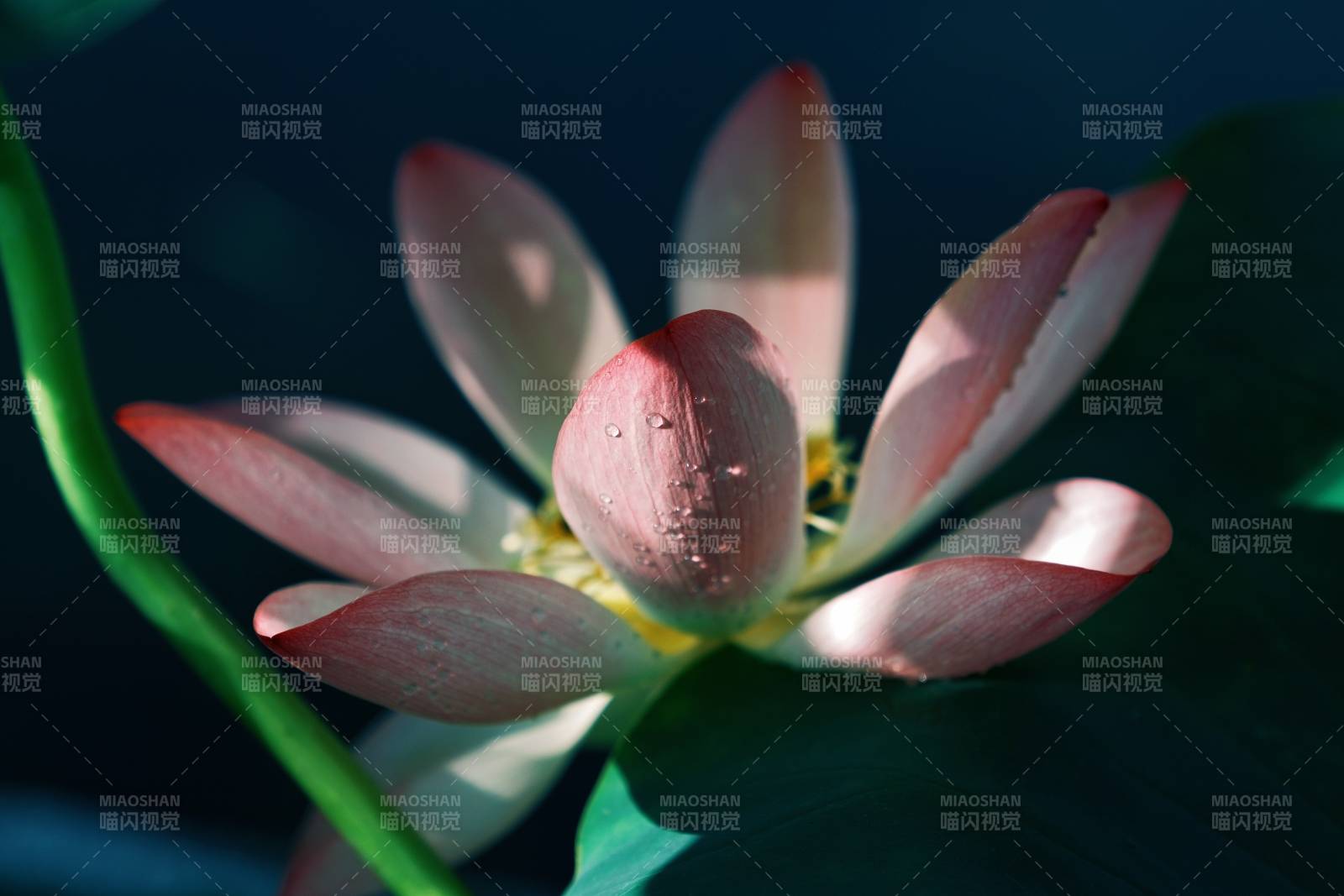 蓮花綻放 靜謐之美