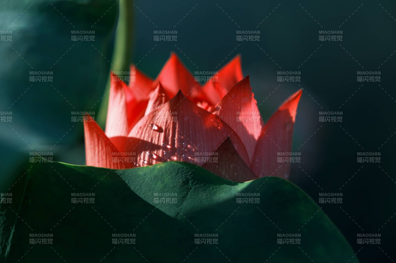 晨光中的紅色蓮花
