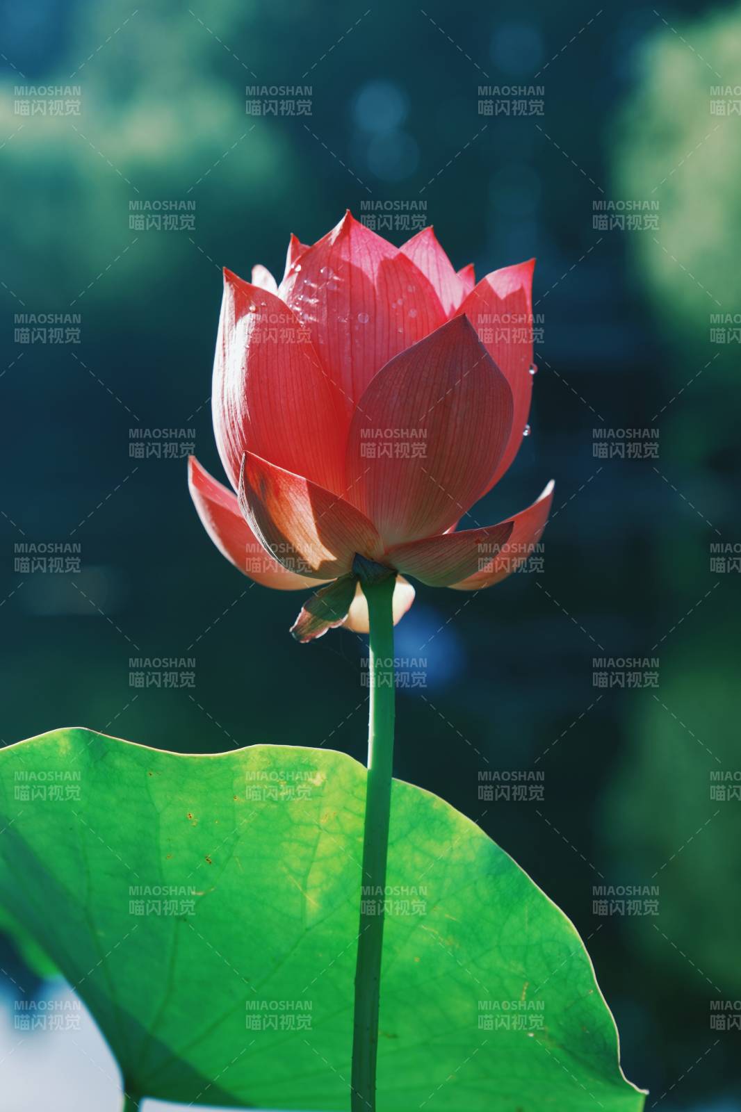 蓮花綻放 靜謐之美