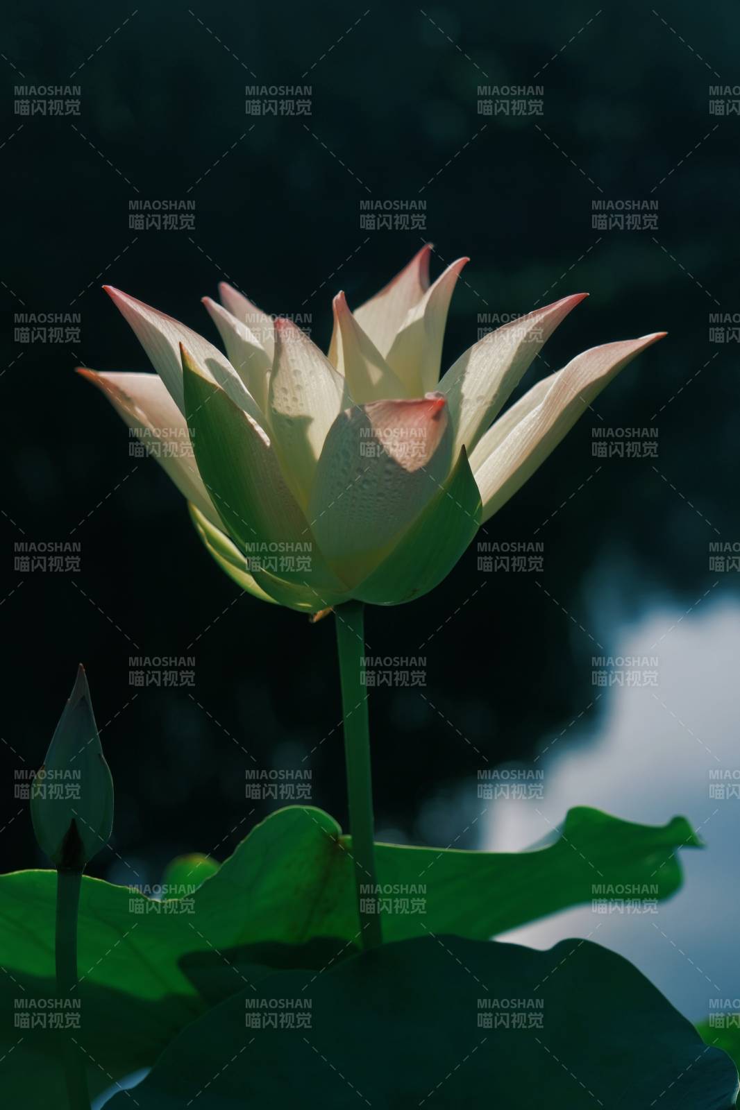 蓮花靜謐 綠葉相伴