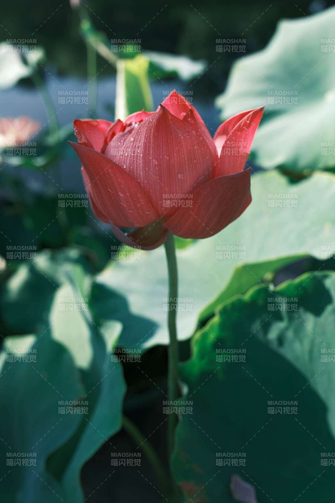 蓮花綻放 綠葉相伴