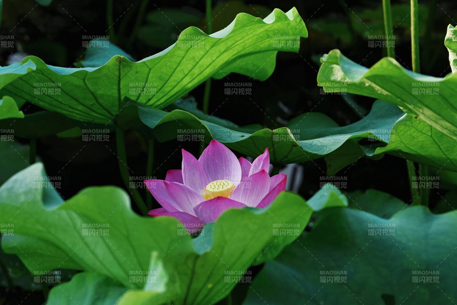 蓮花綻放 綠葉相伴