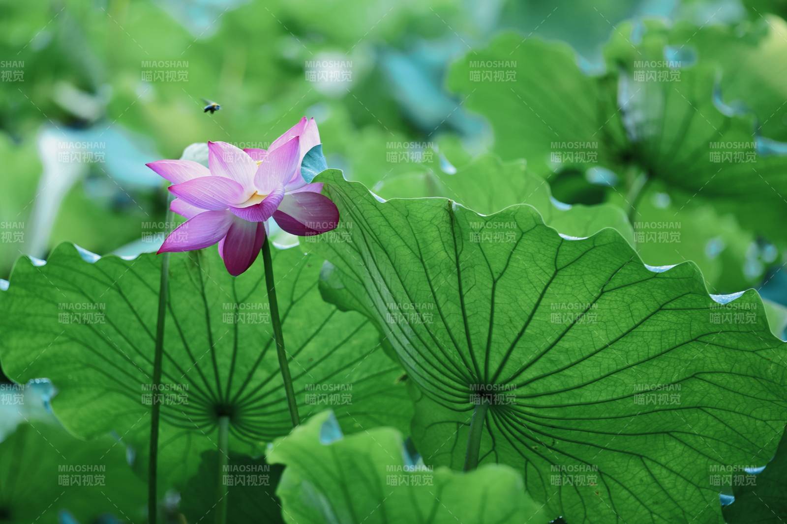 蓮花綻放 綠葉相伴