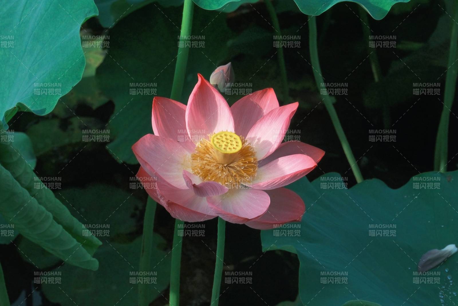 粉色蓮花綻放于綠葉間