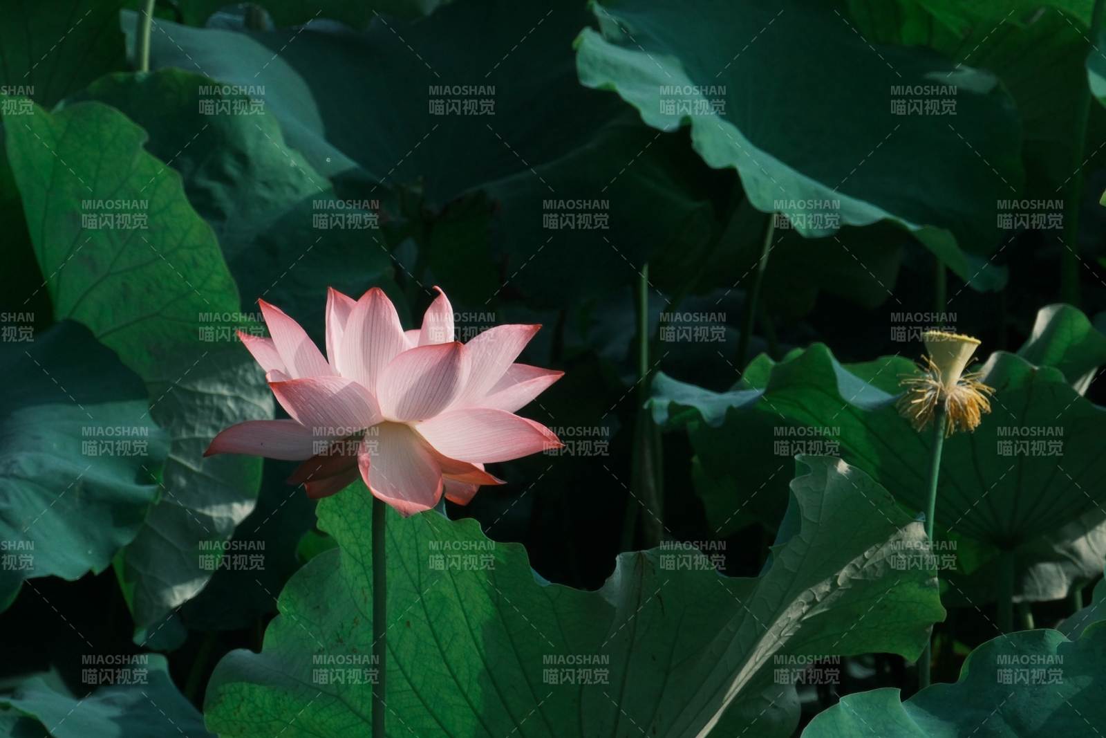 蓮花綻放 綠葉相伴
