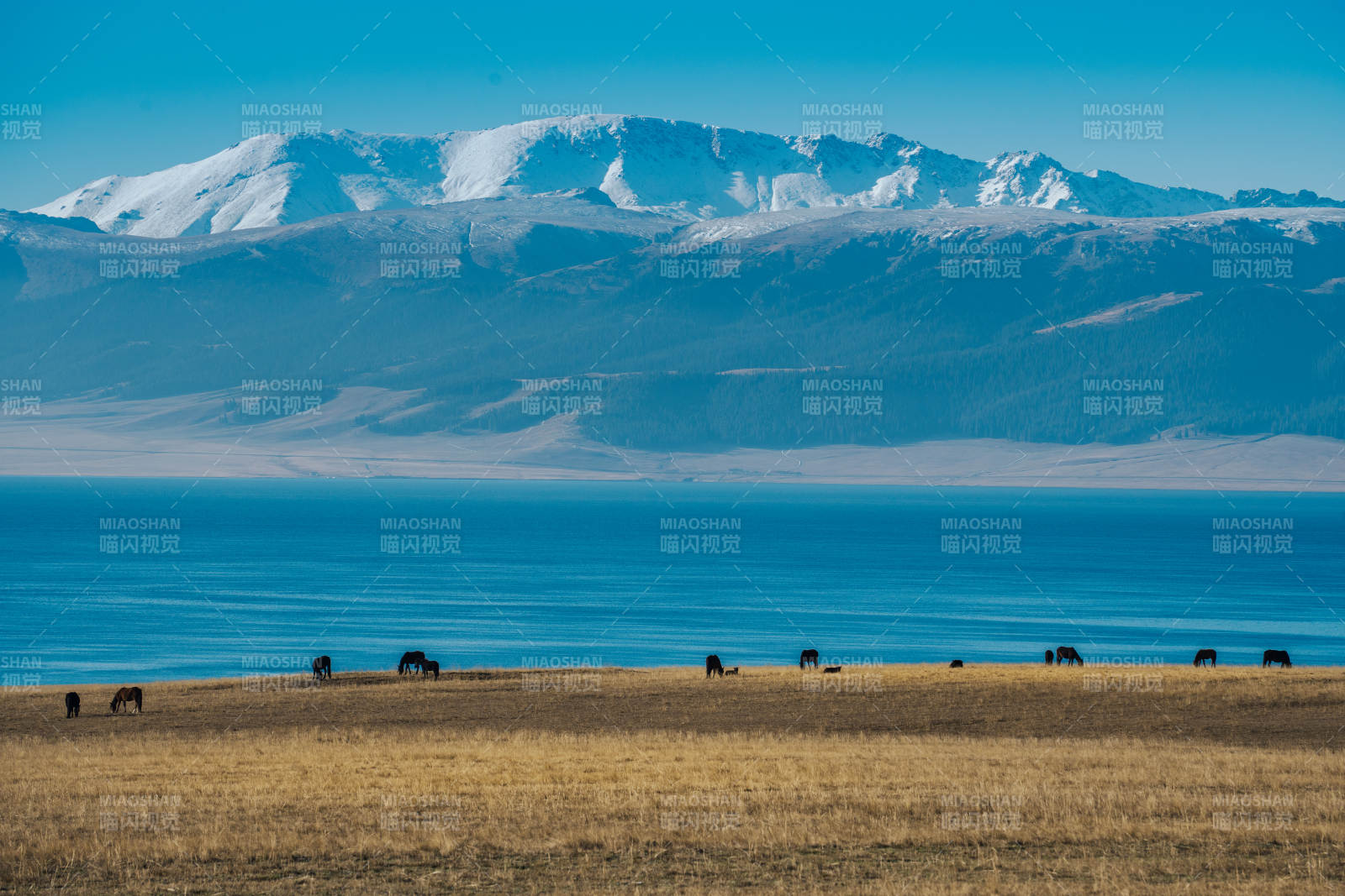 賽里木湖 牛羊悠然