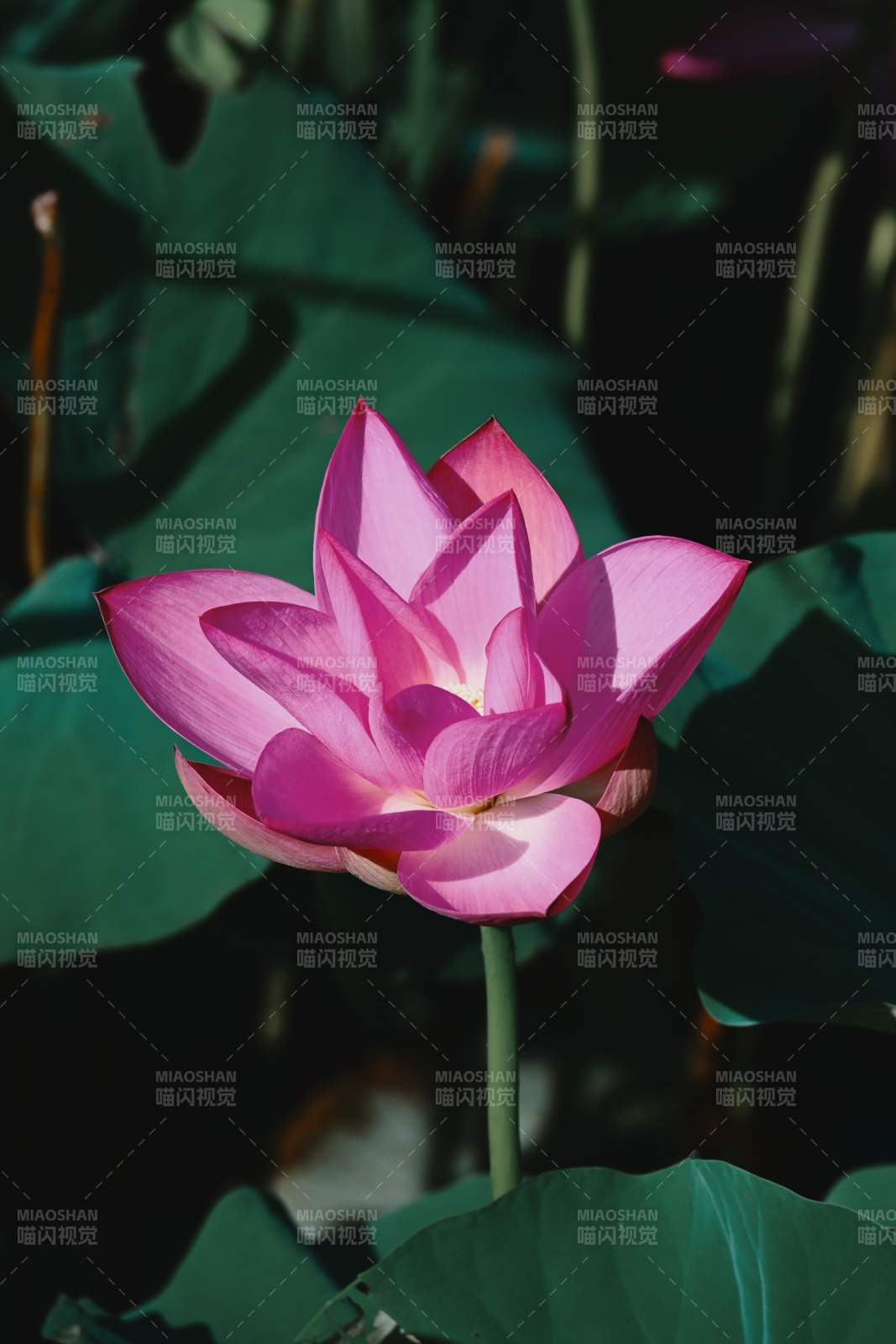 粉紅蓮花靜謐綻放