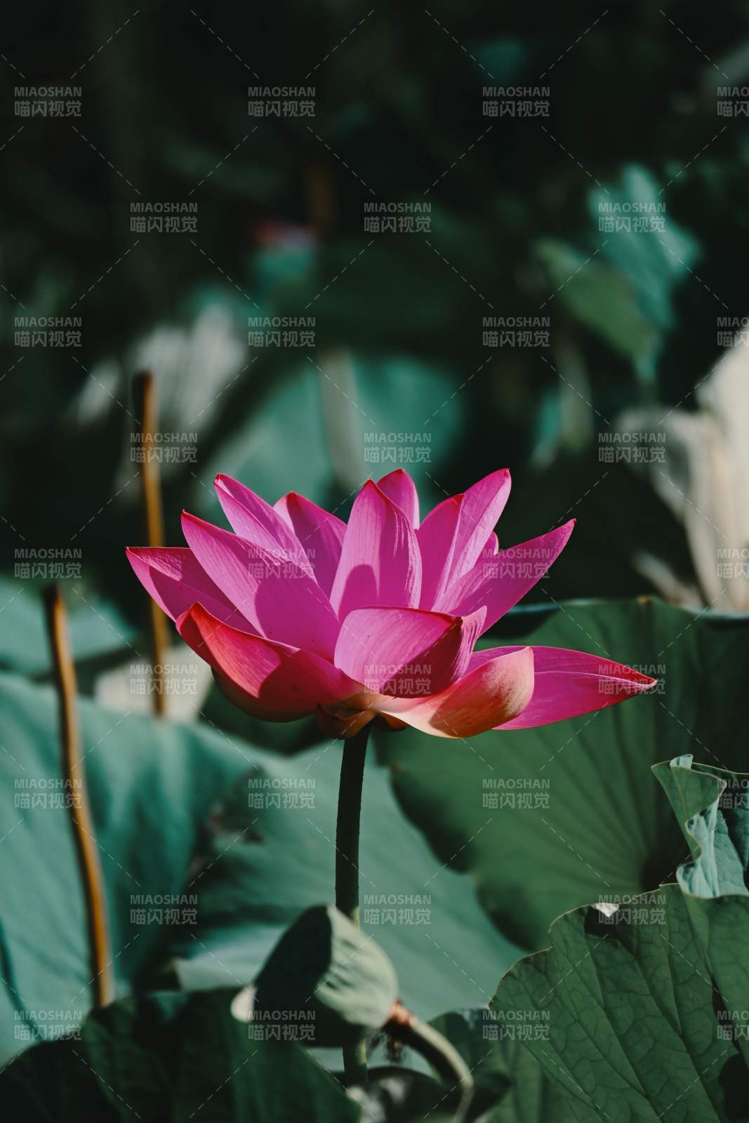 粉紅蓮花靜謐綻放