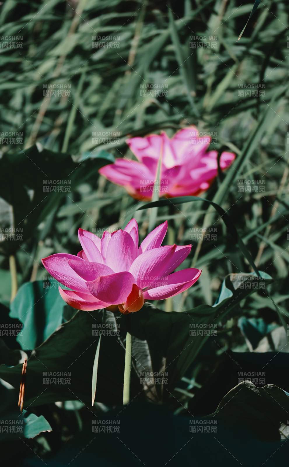 粉蓮靜謐 綠葉相伴