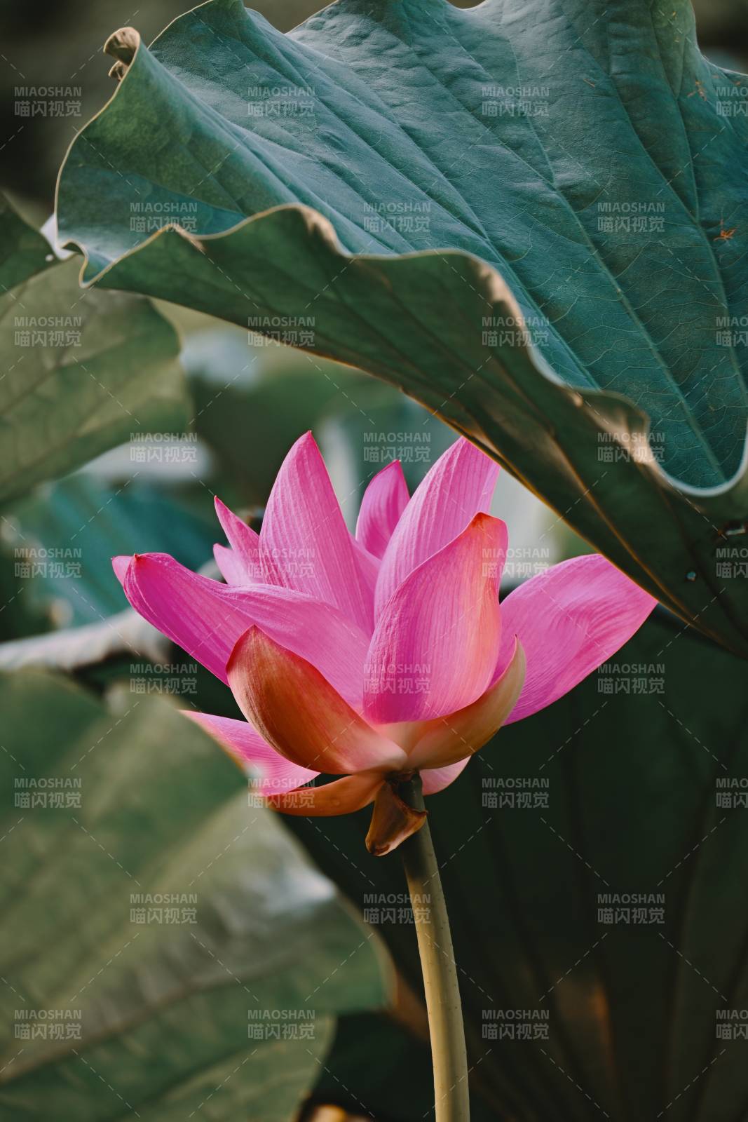 粉色蓮花與綠葉相伴