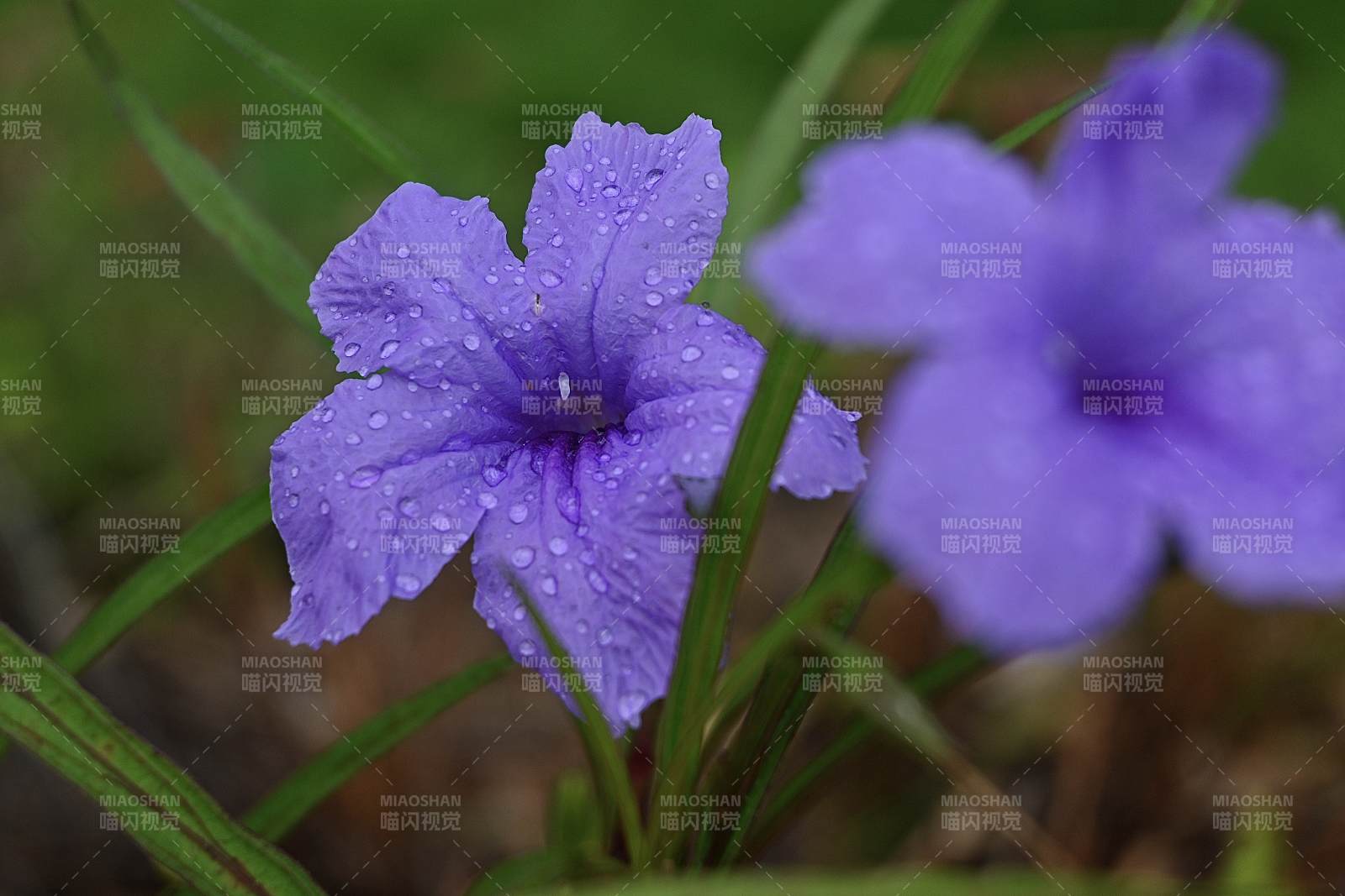 雨后藍花草 清新自然