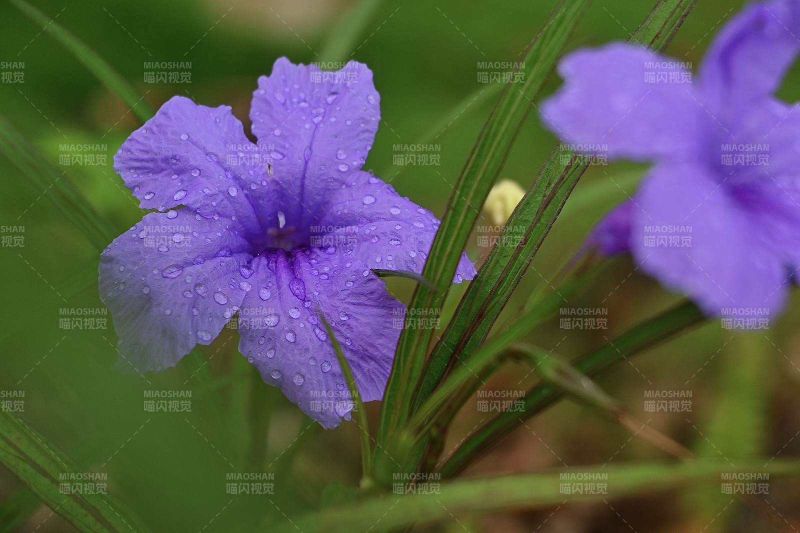 藍花草花朵上的露珠