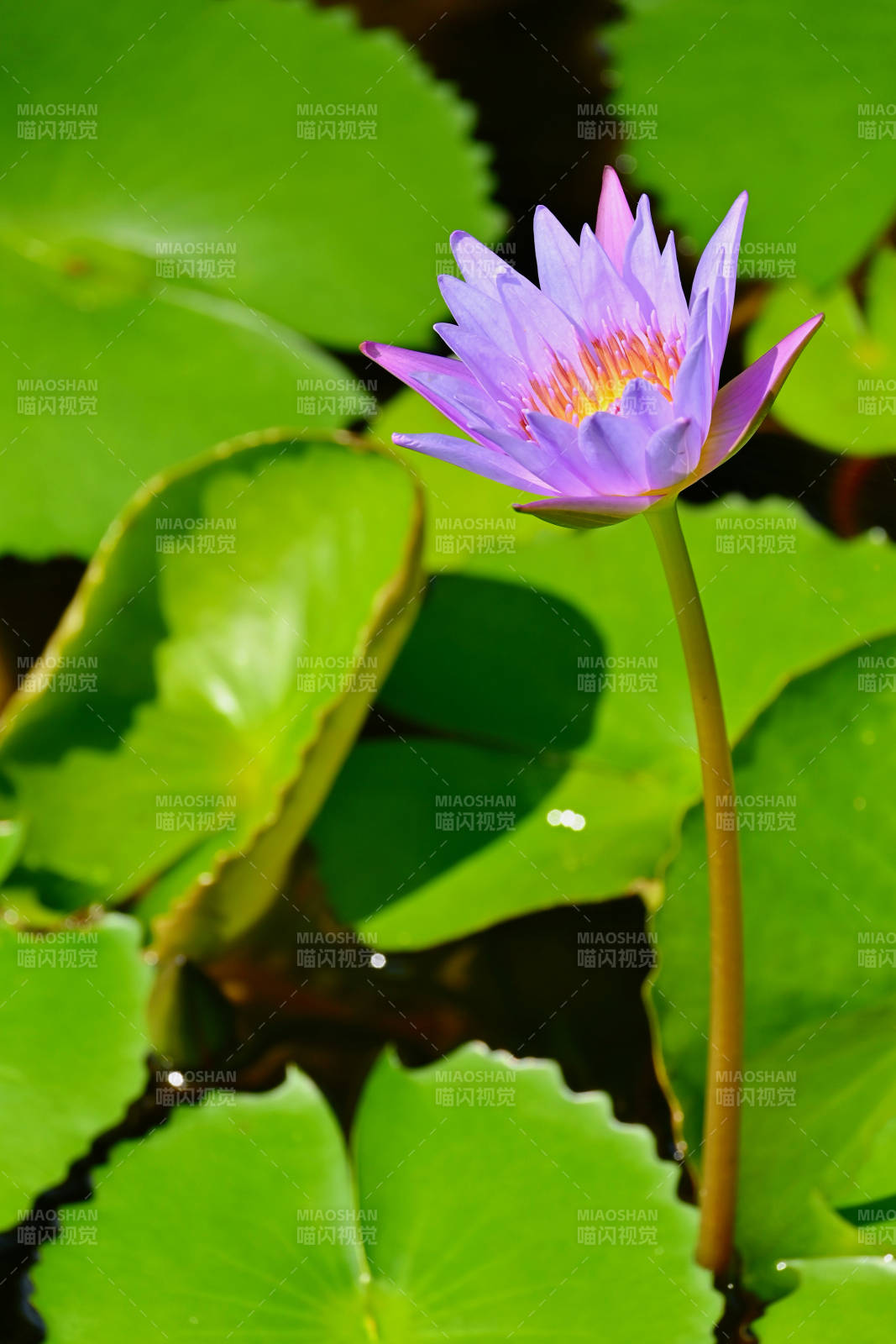 紫色蓮花靜謐綻放