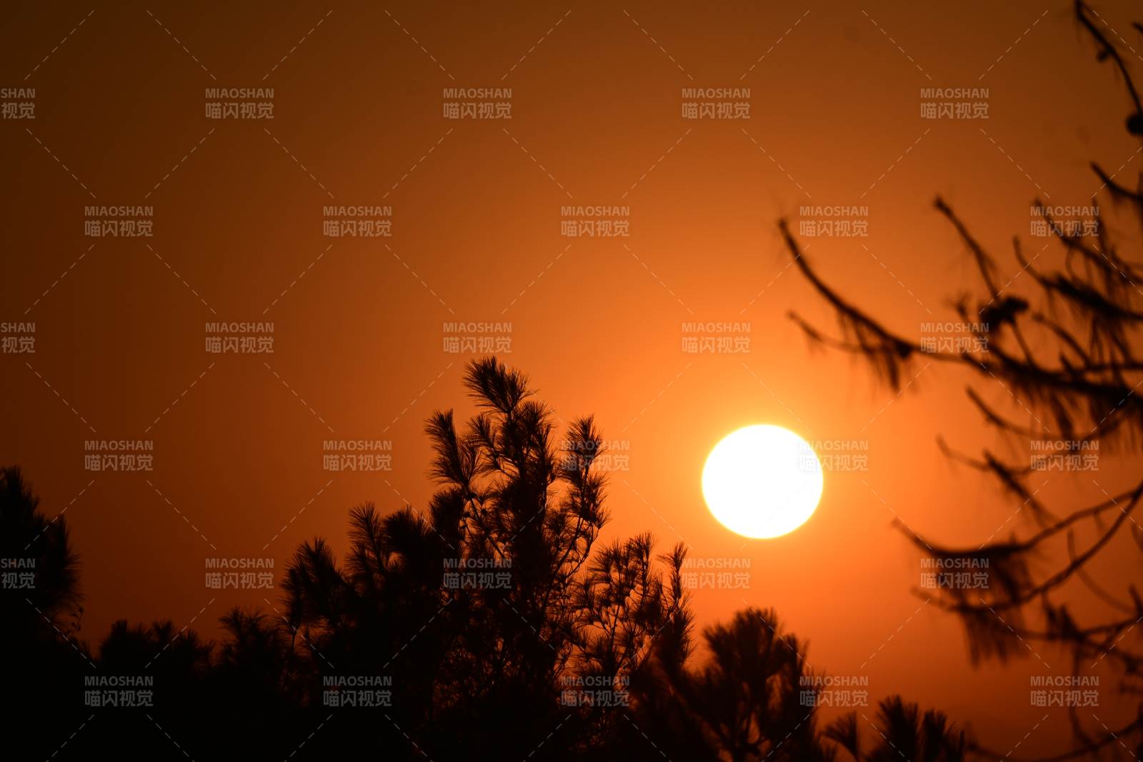 夕陽透過樹梢的光輝