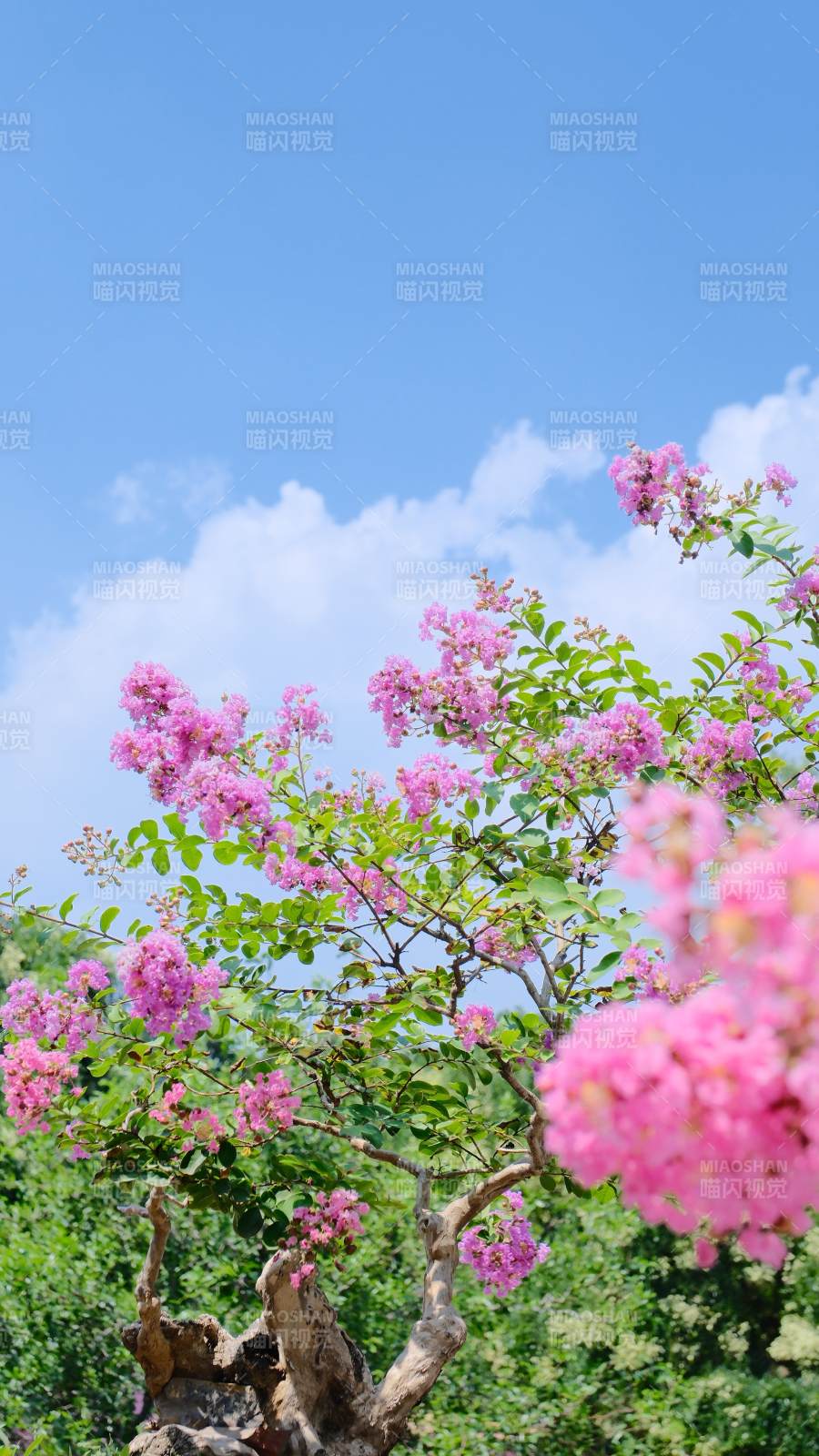 粉色花樹藍天白云背景