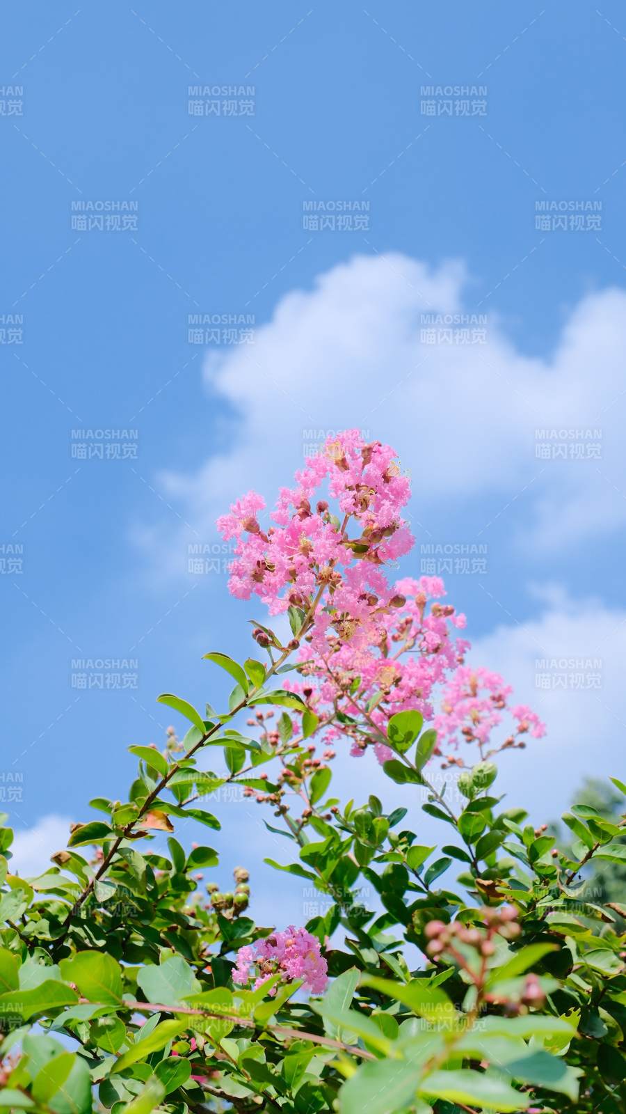 藍(lán)天下的粉色花枝