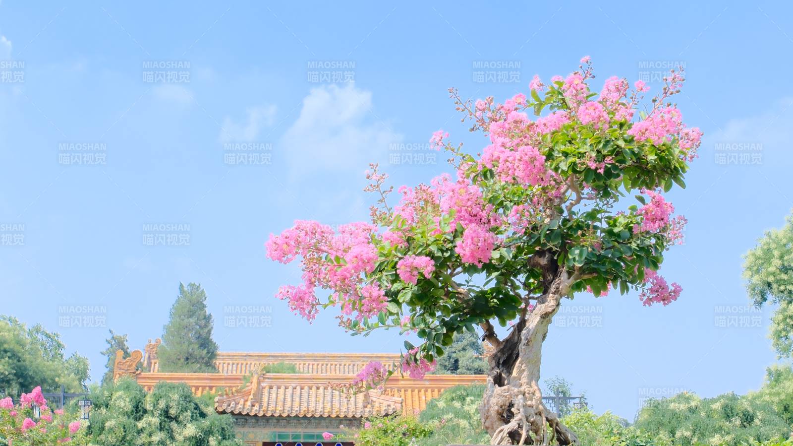 紫薇花開(kāi)映古建筑