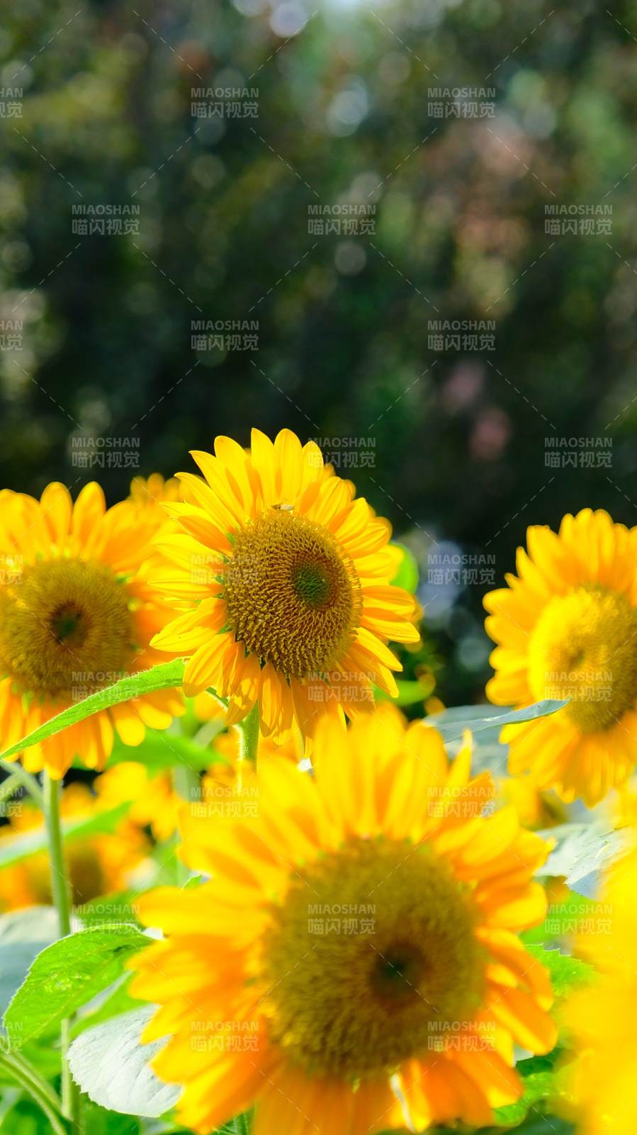 向日葵的明媚時光