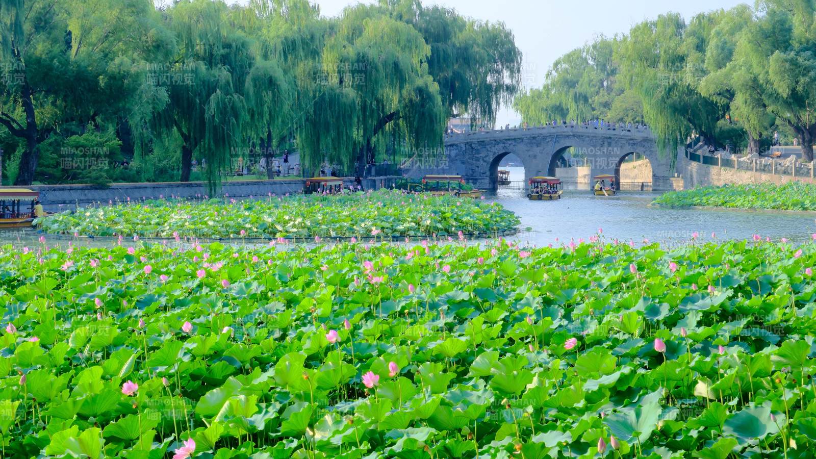 荷塘映橋 綠意盎然-北海公園