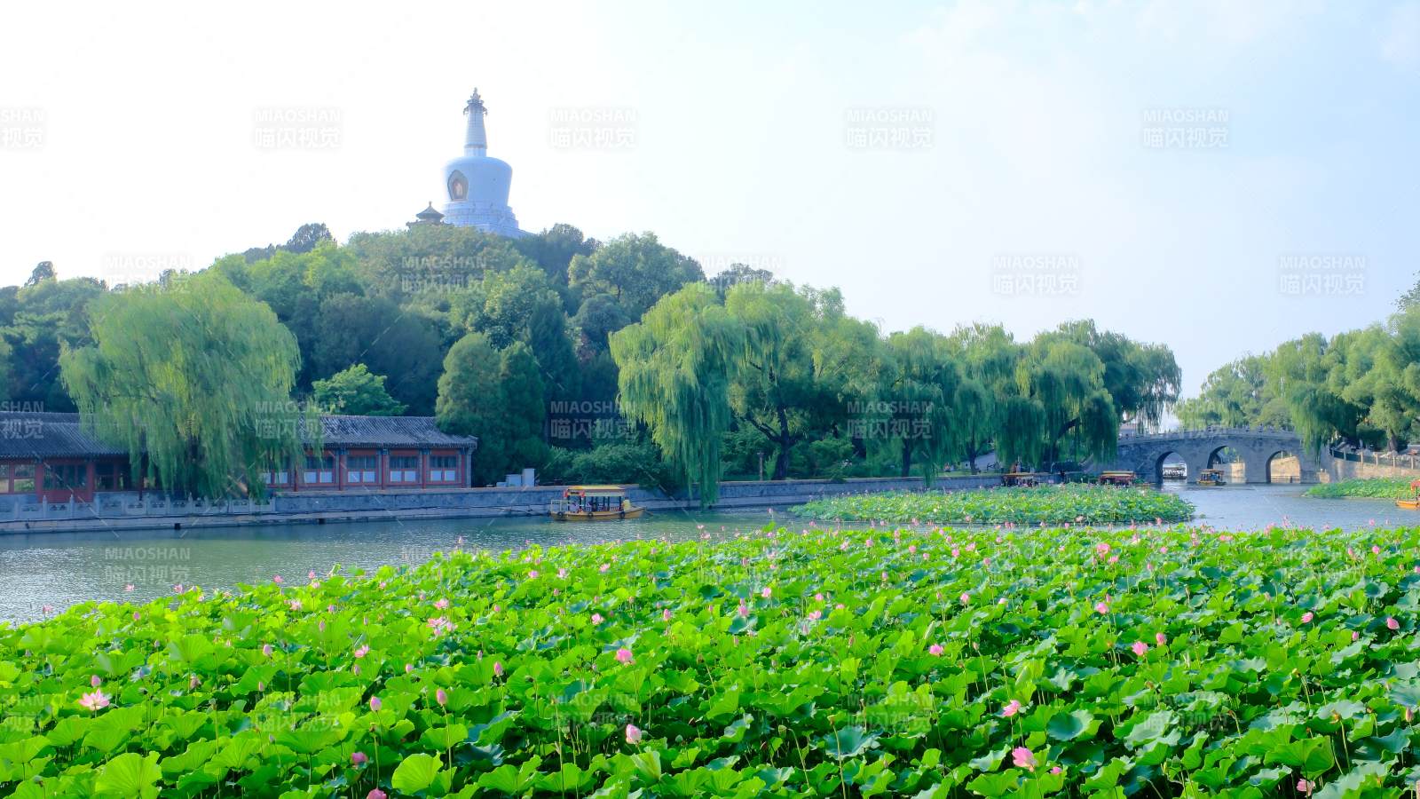 北海公園荷花與白塔