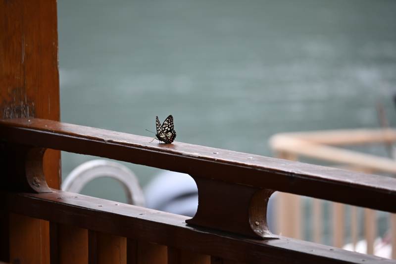 栏杆上的蝴蝶图片