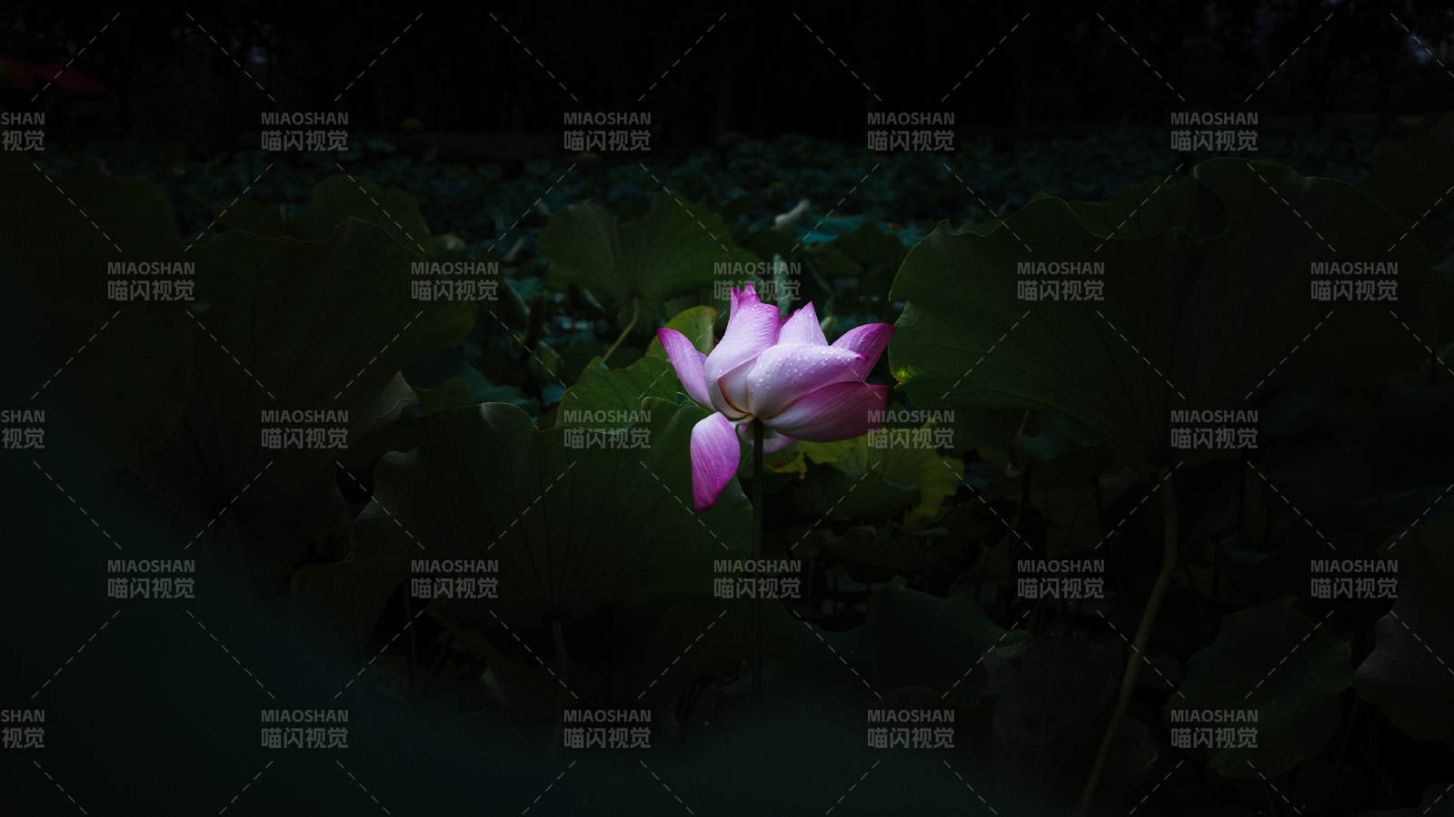 夜色中的蓮花綻放