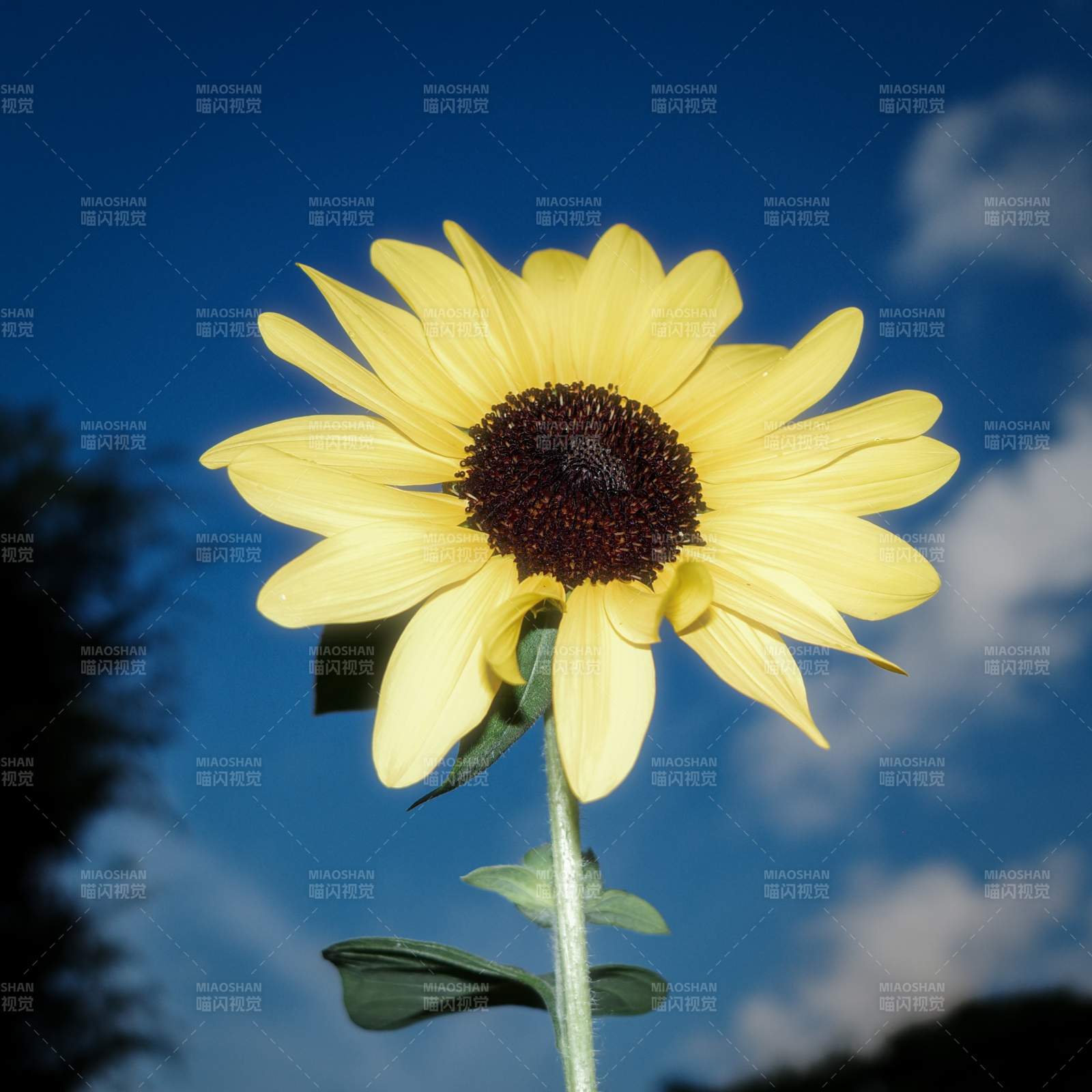 向日葵與藍天白云