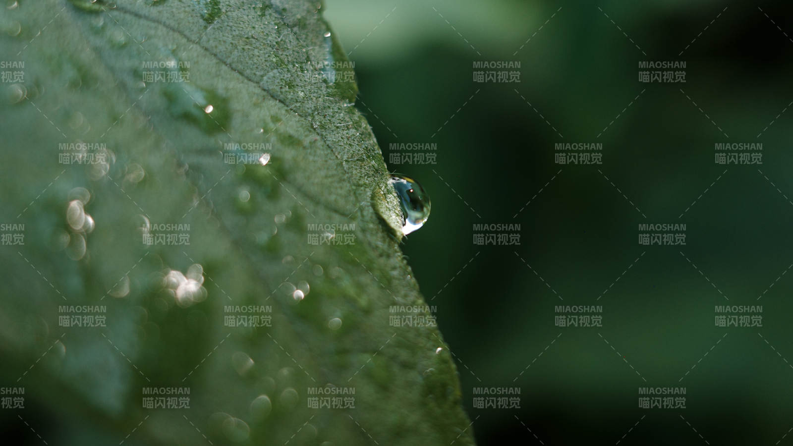 葉尖水滴 清新自然
