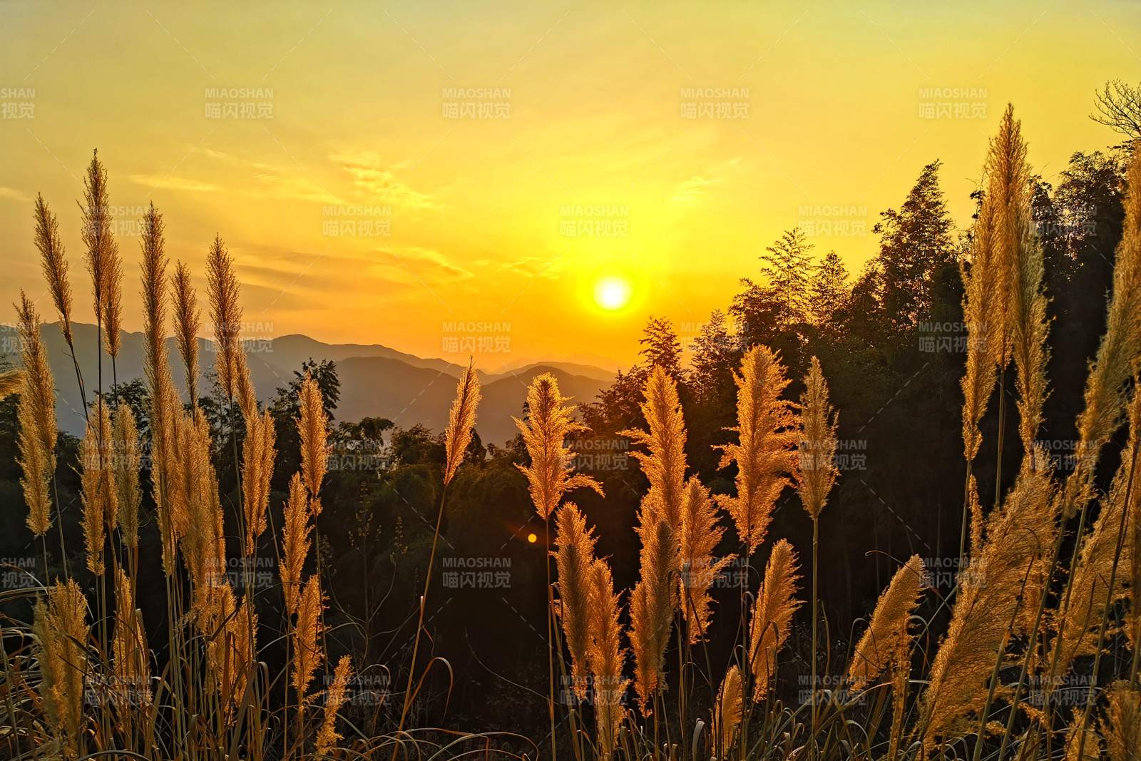 夕陽下的蘆葦叢