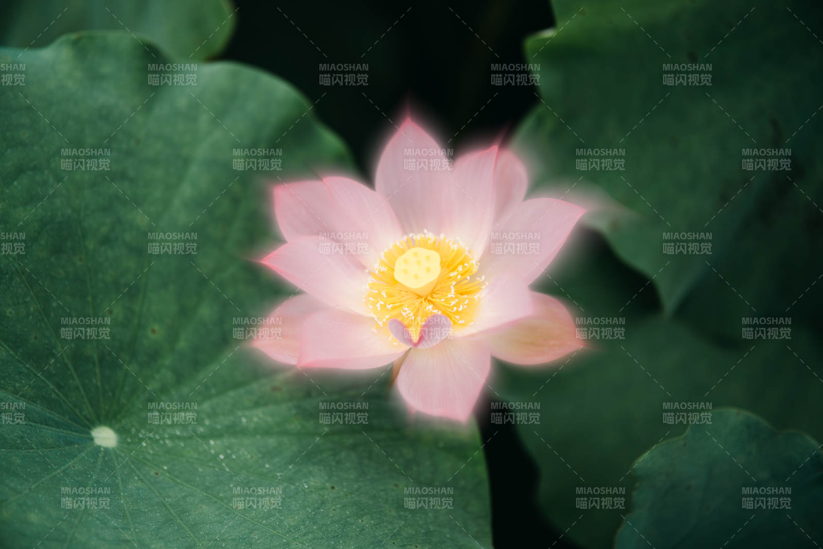 蓮花綻放 靜謐之美